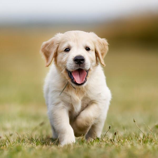 close up of a puppy running in a field