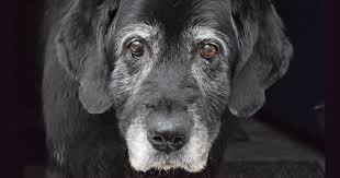 a black and white image of a dog showing it's face.