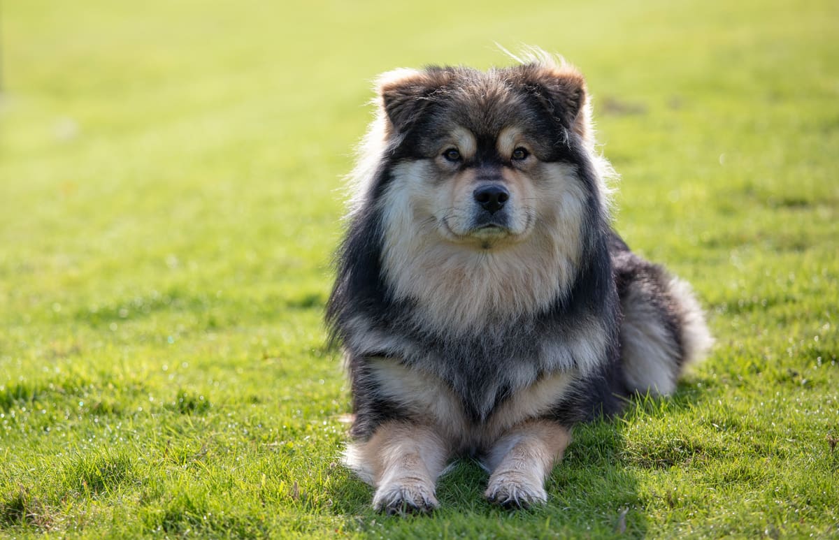  A big fluffy dog sits in grass.