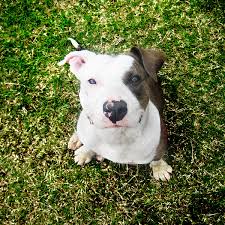 an image of a white dog with a black spot on it's left eye looking up.