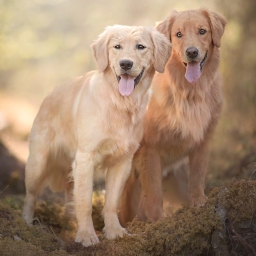 an image of two dogs standing side by side, both sticking their tongues out.