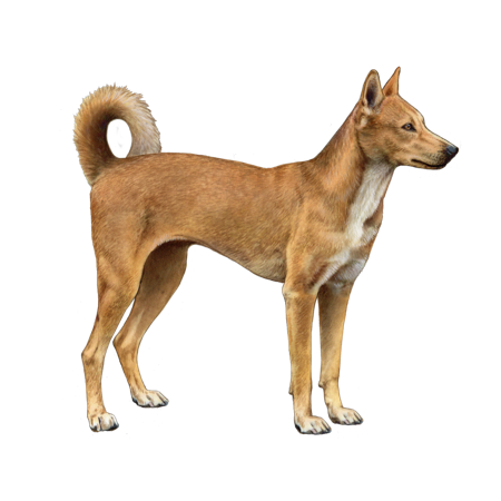 an image showing a side view of a dog, the image has a transparent background.